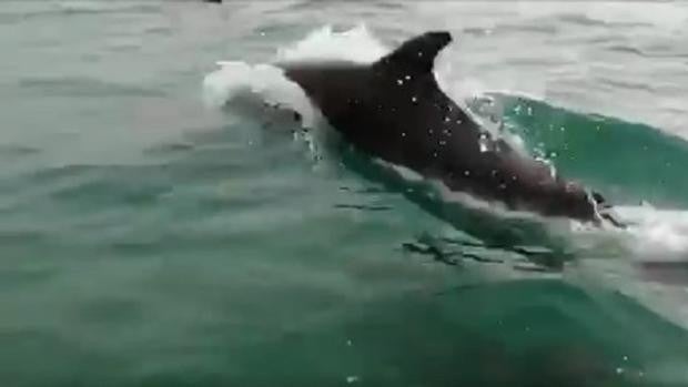 Delfines jugueteando con una embarcación en La Barrosa, en Chiclana