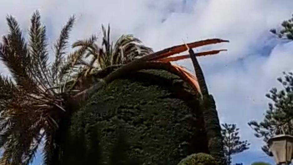 VIDEO: Prácticas «salvajes» para comprobar la resistencia de árboles y palmeras de Cádiz