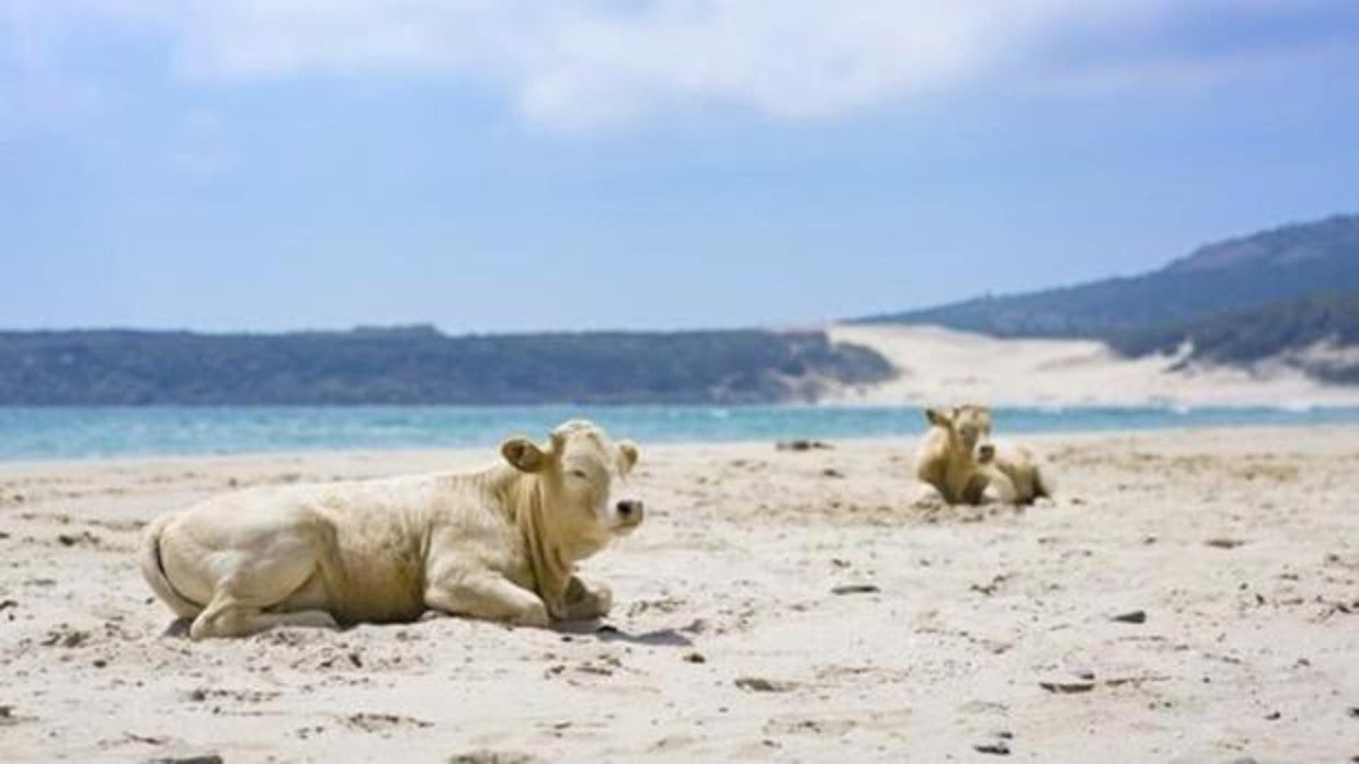 La playa de Bolonia, consejos para visitar el arenal más paradisíaco de la provincia de Cádiz