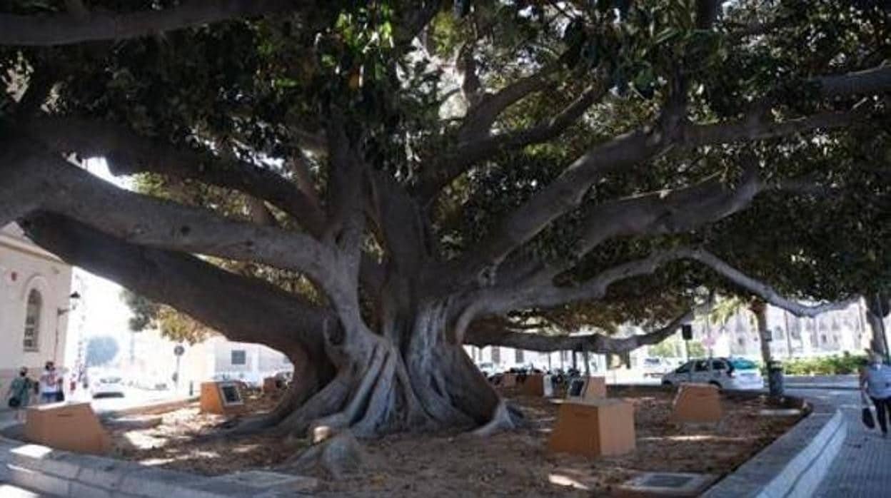 En Cádiz se anda por las ramas: un paseo por árboles más pintorescos