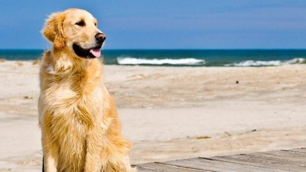 Respeto a ti mismo robo ganado Miles de gaditanos piden al Ayuntamiento el acceso de perros a las playas