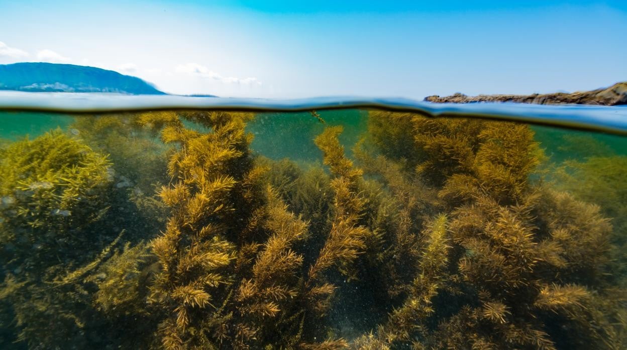 El III Encuentro de los Mares explora el potencial verde del mar