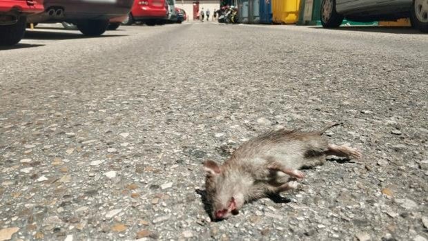 Denuncian la proliferación de ratas en el barrio de La Laguna