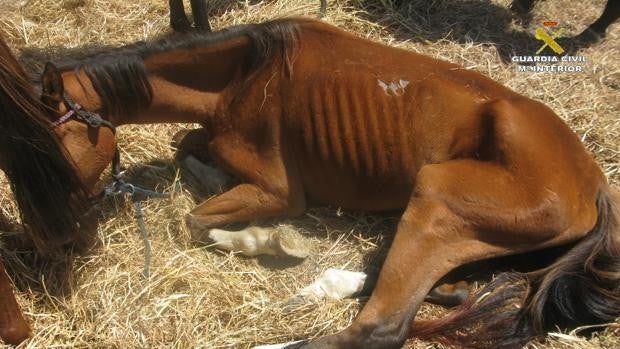 Detenido el dueño de una finca en la que se han encontrado dos caballos muertos y varios desnutridos