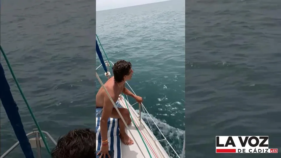 Vídeo: Divisan un tiburón martillo en la Bahía de Cádiz