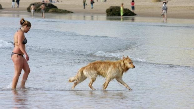 Mapa Playas Caninas 2022: Las dos únicas playas de Cádiz a las que puedes ir con los perros en verano
