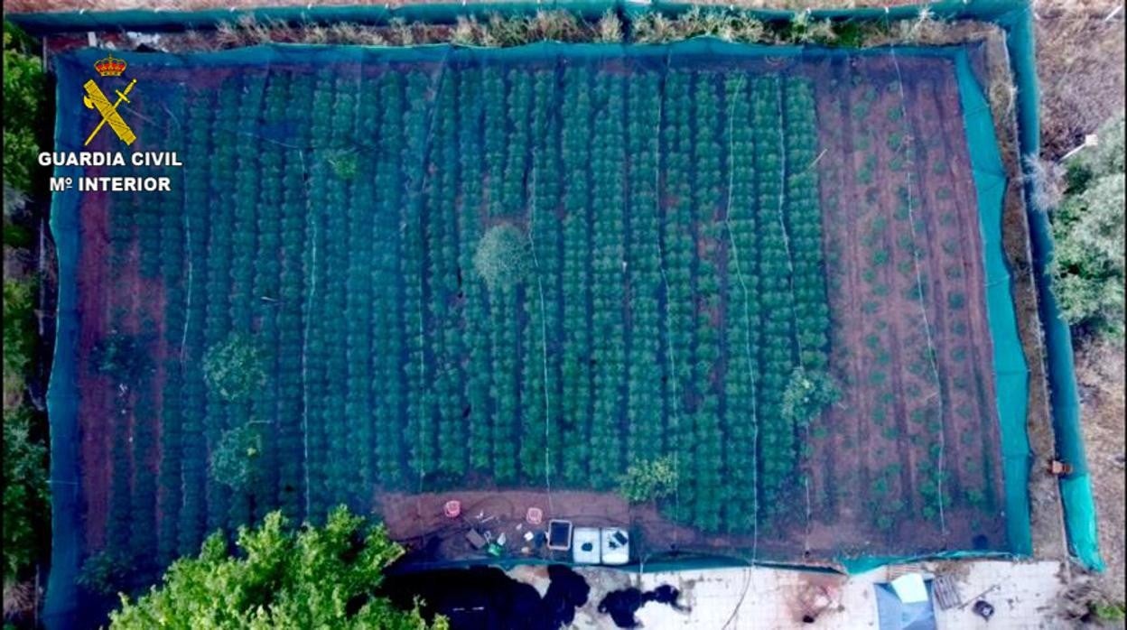 Imagen de la última plantación de marihuana desmantelada en la urbanización La Celada