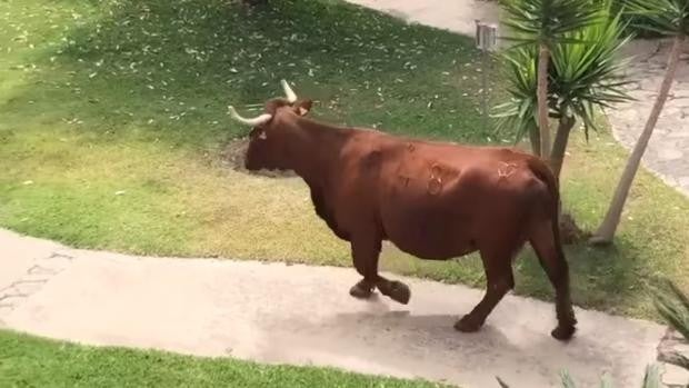 Vídeo: Susto en Zahara de los Atunes cuando un toro se cuela en la urbanización Atlanterra Sol