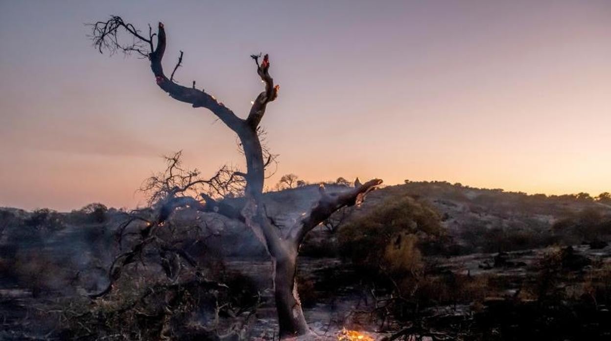 Una imagen del fuego