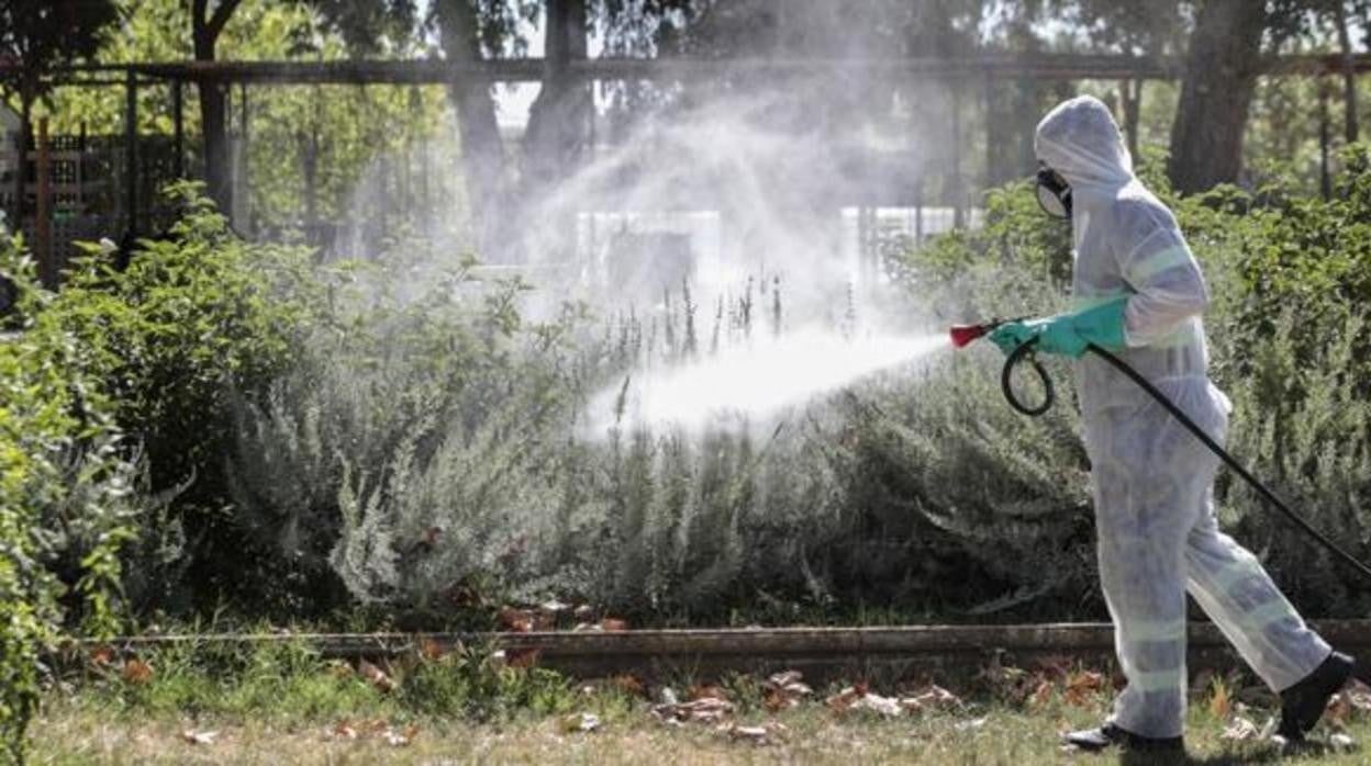 Un operario fumiga una zona verde de Coria del Río