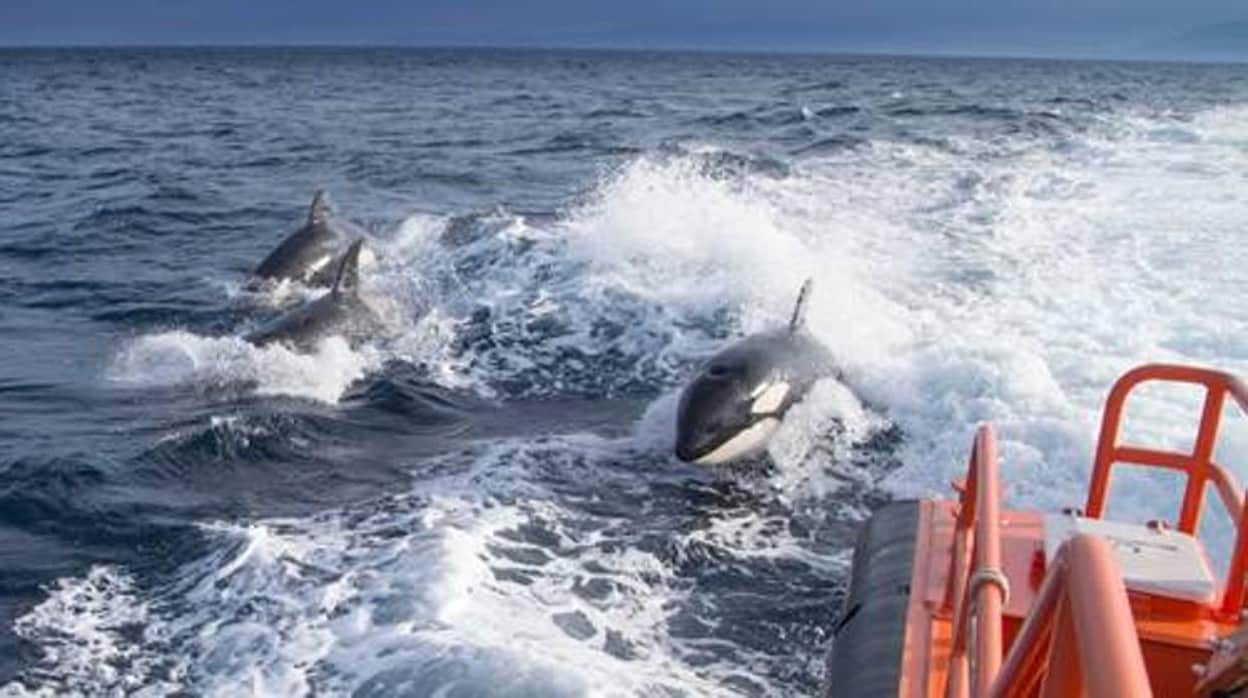 Los ataques de las orcas en Cádiz obligan a prohibir la navegación de los veleros de menos de 15 metros