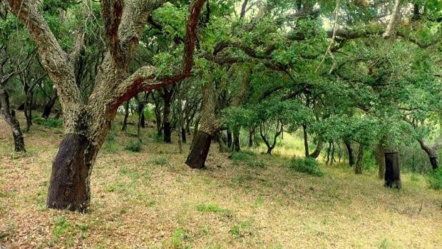 Rescatada una familia numerosa con un bebe desorientada en el Parque Natural Los Arcornocales