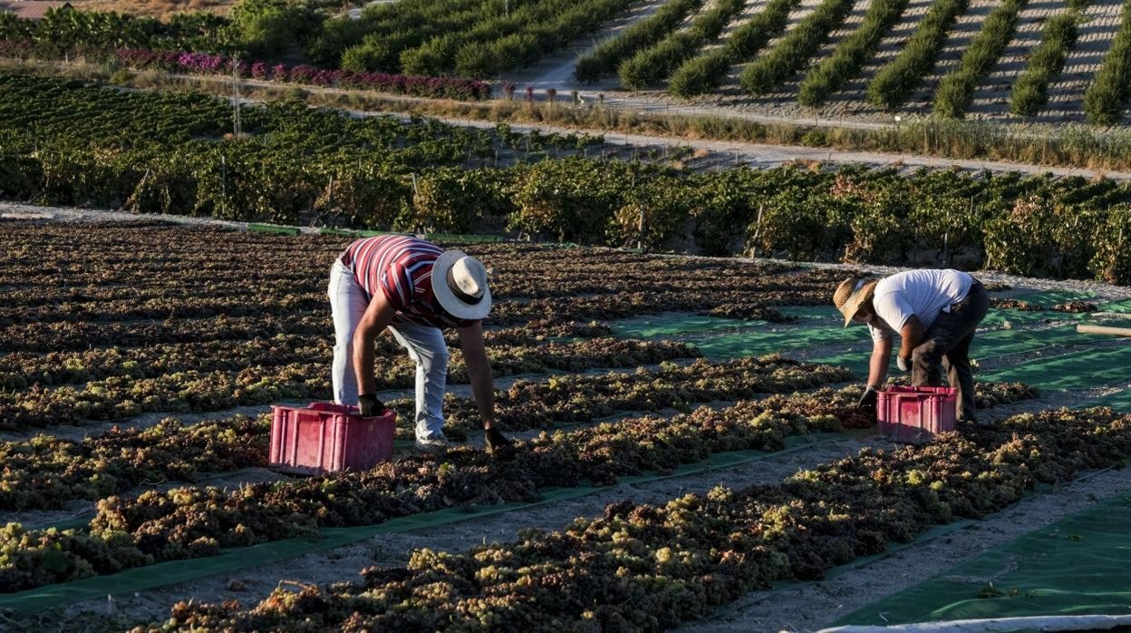 Agricultores recogen la uva durante la vendimia en el verano de 2020.