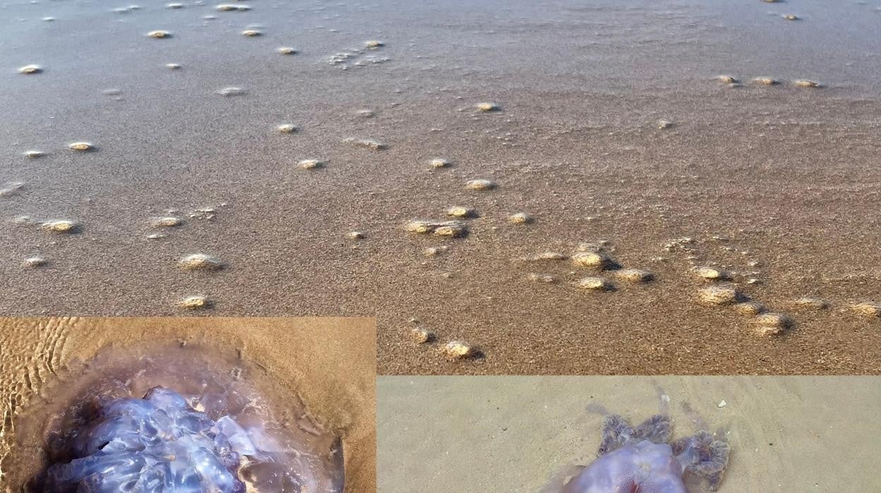 Medusas en las playas de Cádiz