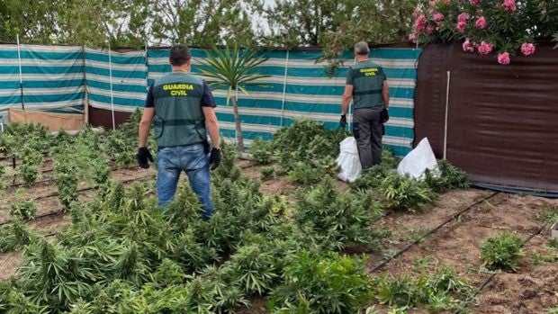 Arrestados tres miembros de un clan familiar de La Puebla de Cazalla por cultivar marihuana