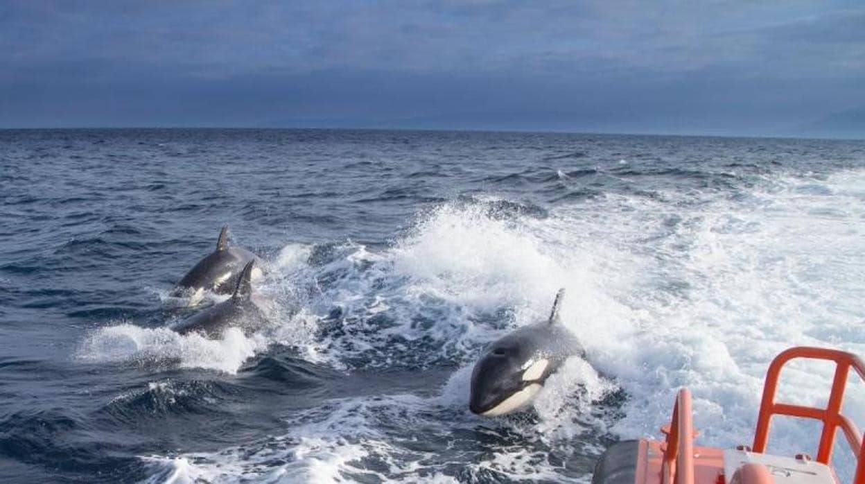 Ataque de orcas en Cádiz: rescatadas dos personas de un velero en Tarifa tras la rotura del timón