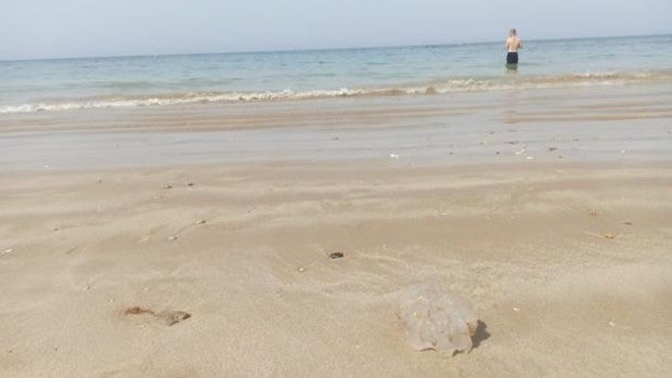 Las medusas gigantes llegan también a las playas de Cádiz