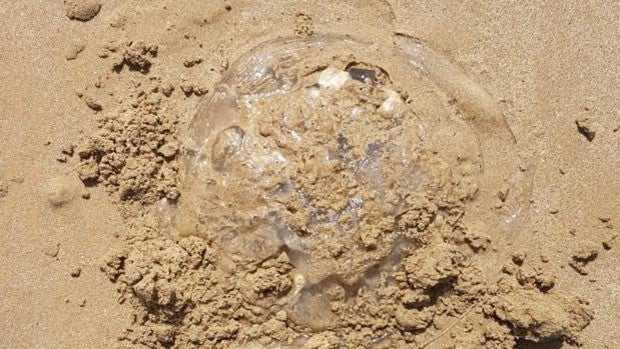 Aparecen medusas gigantes en la playa de Cortadura, en Cádiz capital