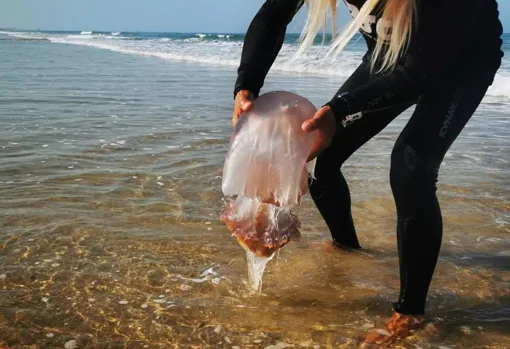 Una surfista rescata a una medusa gigante en la playa de Camposoto (San Fernando)