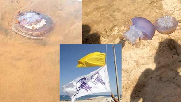 Izan la bandera medusa y la amarilla por la llegada masiva de este animal a la playa de Regla, en Chipiona