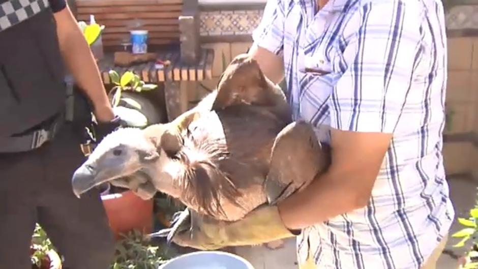 Vídeo: Varios buitres leonados caen desplomados en Ubrique por falta de agua y alimento