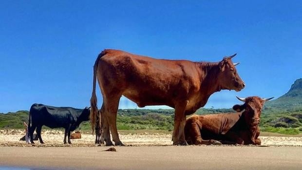 La Junta y ASAJA se unen en la promoción de la ganadería retinta de la provincia de Cádiz