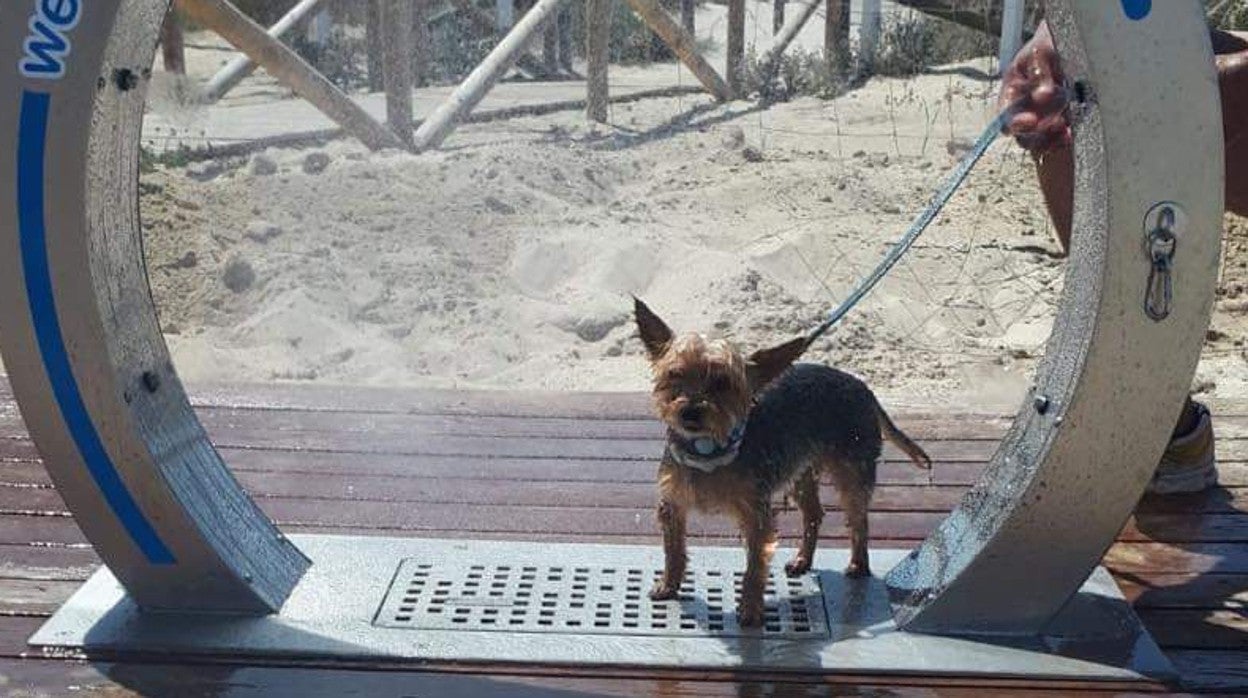 La playa canina de Camposoto es la única oficial en Cádiz