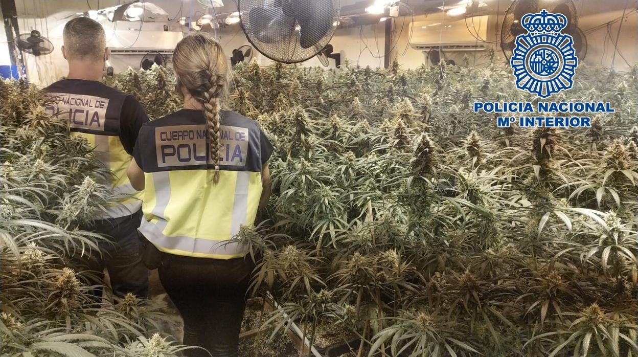 Desmanteladas cuatro plantaciones de marihuana instaladas en dos naves en Sanlúcar