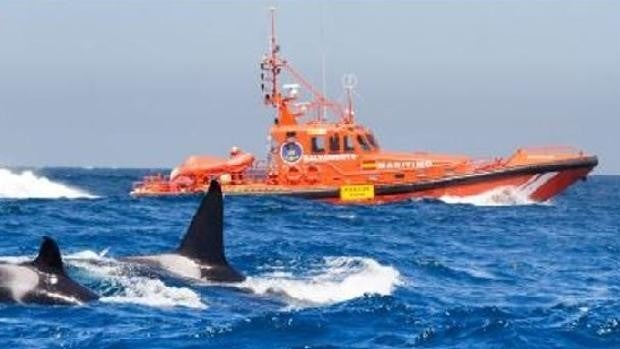 El catamarán Zina pierde el timón tras un nuevo encontronazo con las orcas en Barbate