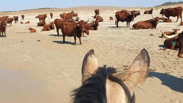 Los turistas se van de Cádiz y las vacas retintas vuelven a las playas de Barbate