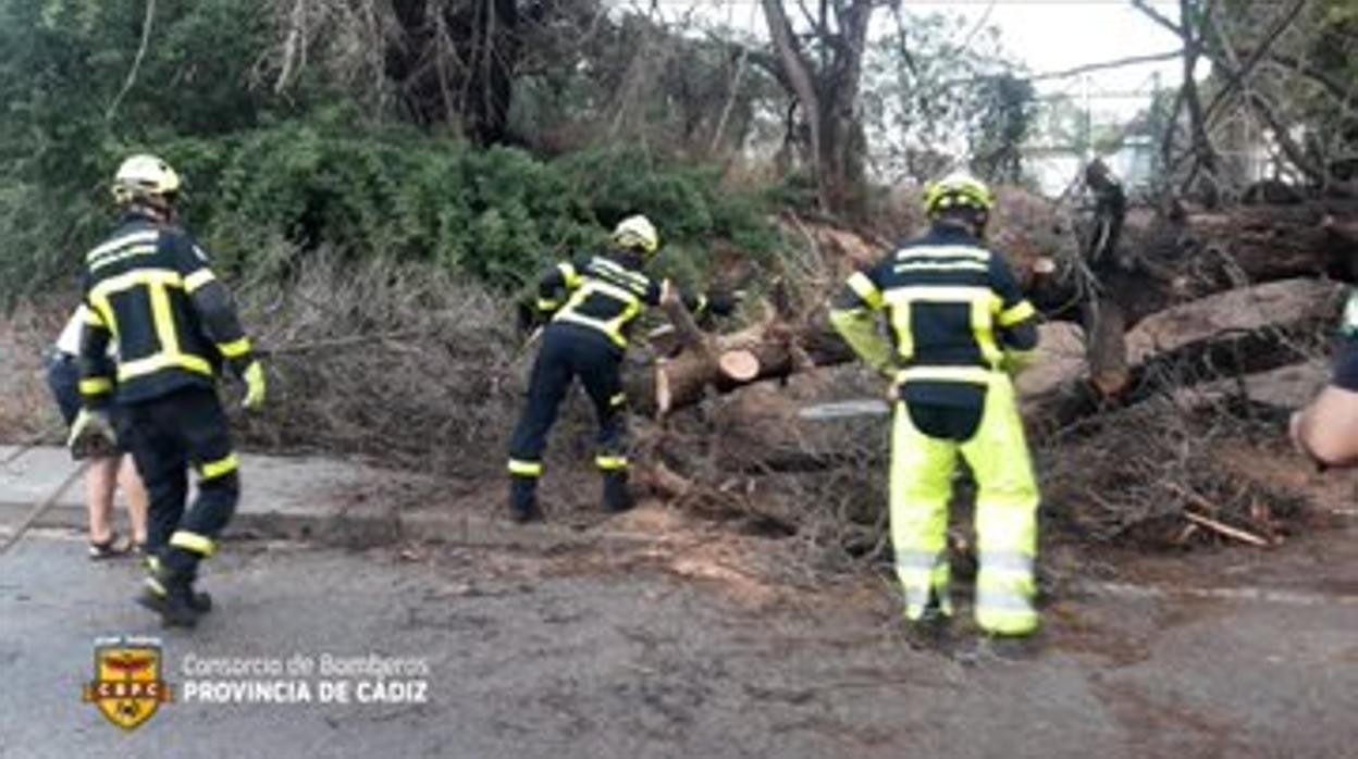 Bomberos de El Puerto retiran un inmenso árbol a punto de caerse en la carretera de Puerto Sherry