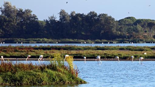 Parque de Doñana