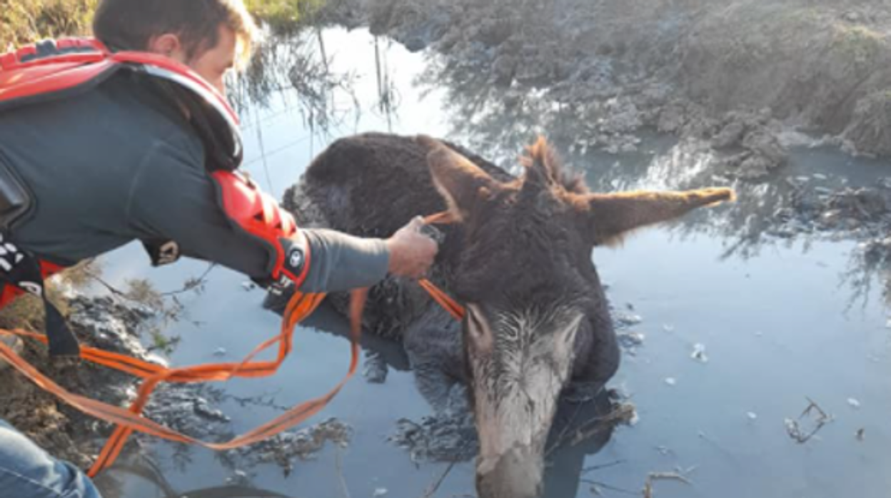 Rescatan a un burro atrapado en el fango en un campo en la provincia de Cádiz