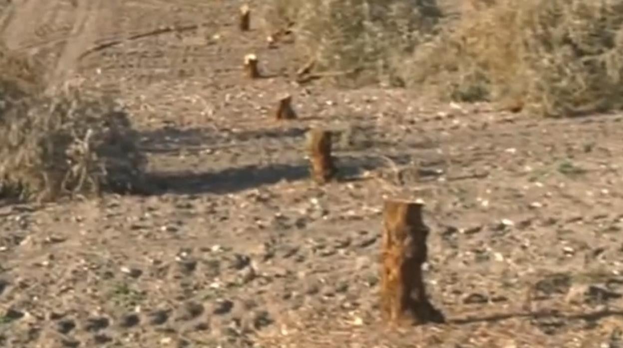 Imagen de la finca de Romualdo, un vecino de Marinaleda, donde aparecen cortados los olivos