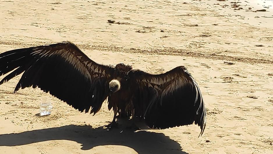 Unos bañistas rescatan a un buitre tras caer al mar en la playa Victoria de Cádiz