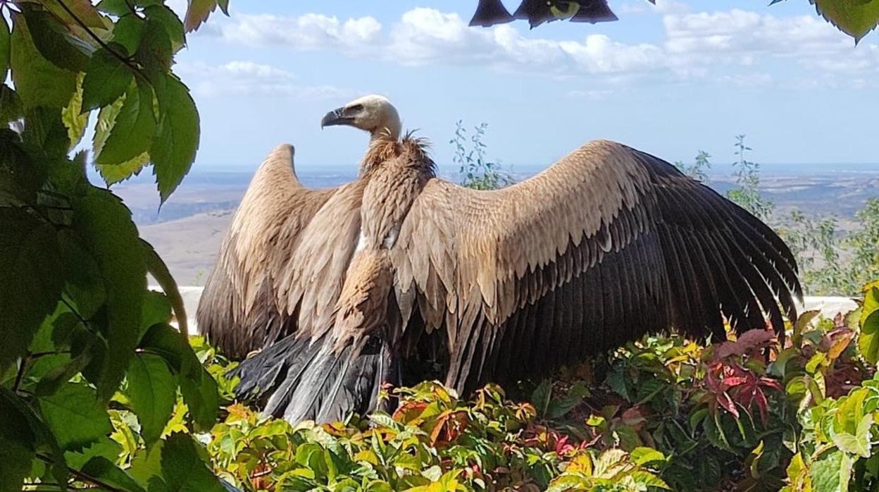 Buitre leonado en Medina Sidonia