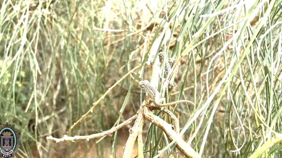 Diminutos camaleones recién nacidos en Rota se trasladan a su hábitat natural