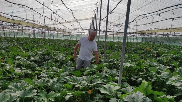 La flor cortada de Cádiz encara el Día de Difuntos con menos producción