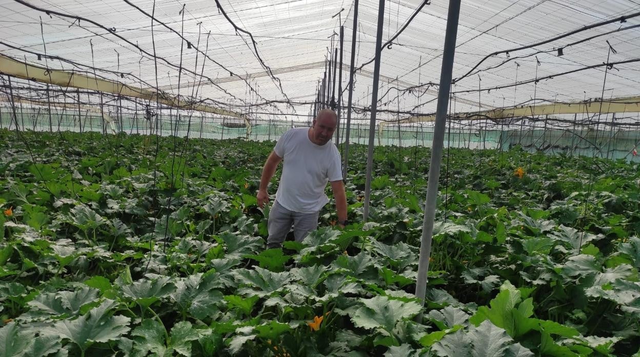 El invernadero de Luis, donde antes cultivaba flores, ahora produce calabacines