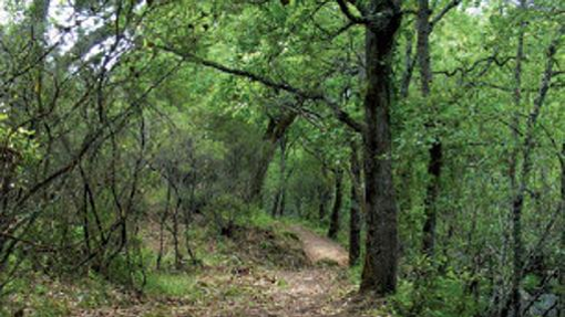 Ruta de Valdeinfierno en pleno parque natural de Los Alcornocales