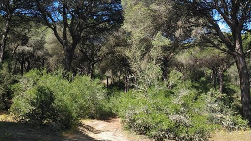 Sendero de la ruta El Jarillo-Torre de Meca