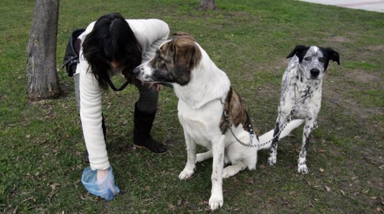 Una persona recoge los excrementos de un perro en una zona verde