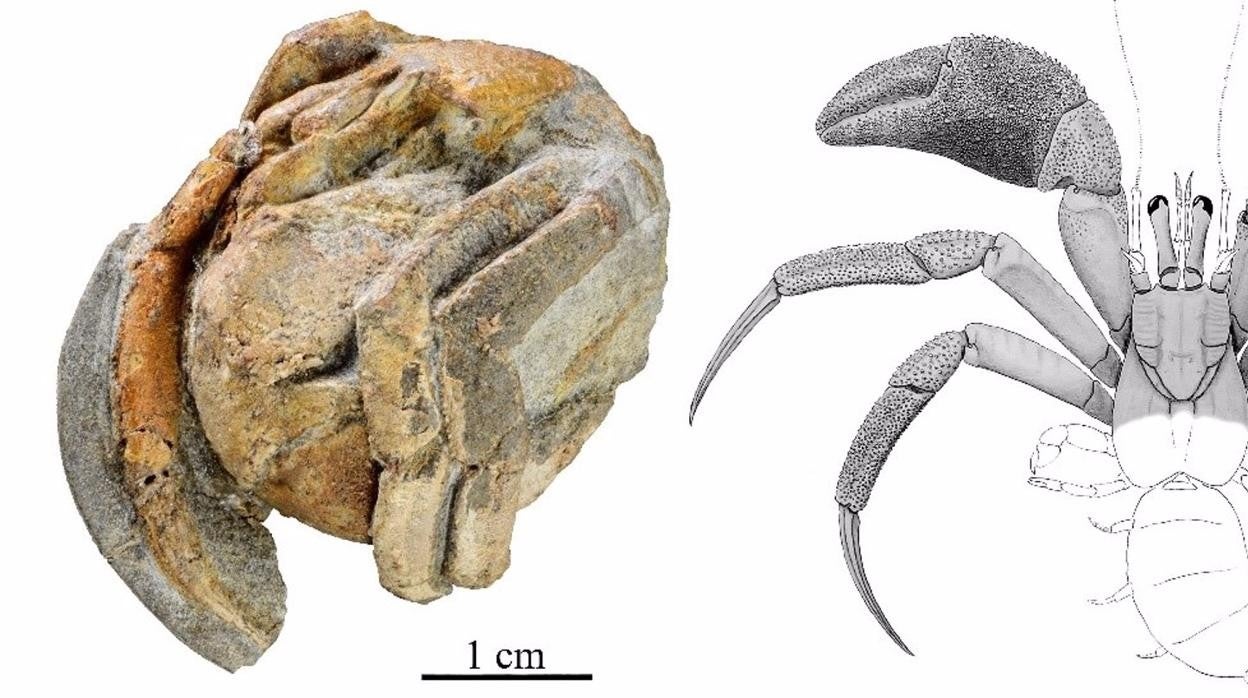 Descubierta en Cádiz una nueva especie de cangrejo ermitaño