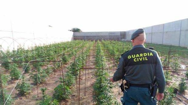 La producción de marihuana en Sevilla se organiza en «cooperativas» al servicio del narco