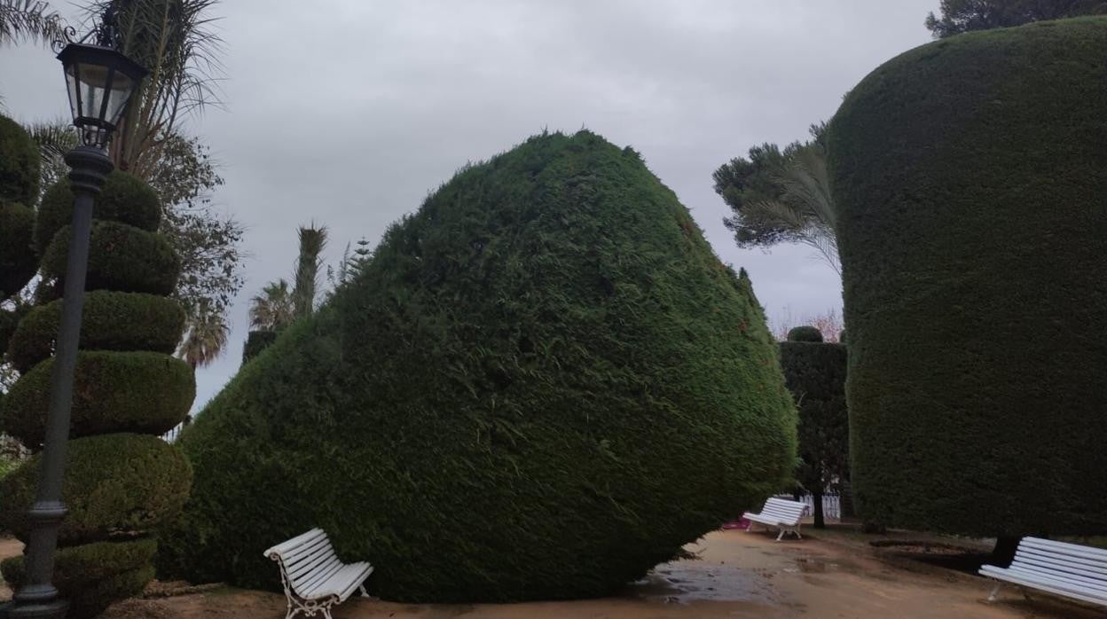 El árbol de gran porte que cayó recientemente en el Parque Genovés