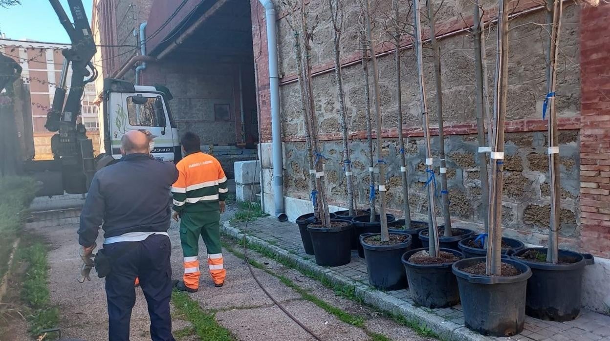 Algunos de los ejemplares que serán replantados entre enero, febrero y marzo.