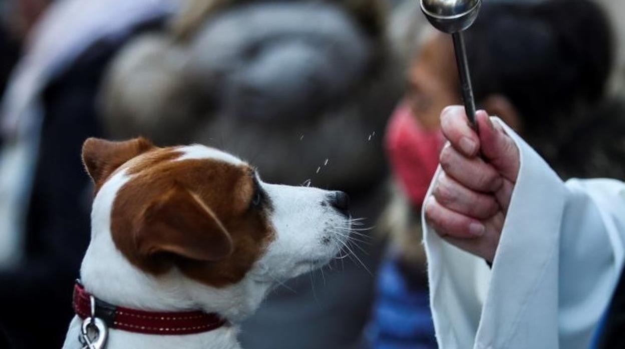 San Antón, la festividad de «nuestros queridos peludos»