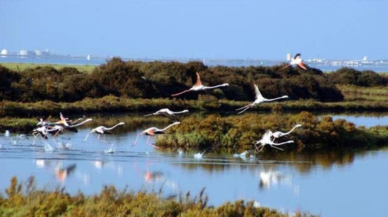 Imagen del parque natural de la Bahía de Cádiz.