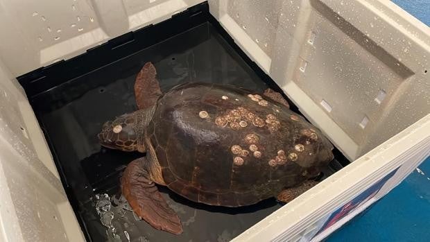 Unos pescadores de Sanlúcar rescatan a una tortuga marina frente a Doñana