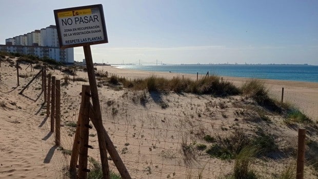 El camaleón común, una especie endémica con una protección especial en El Puerto